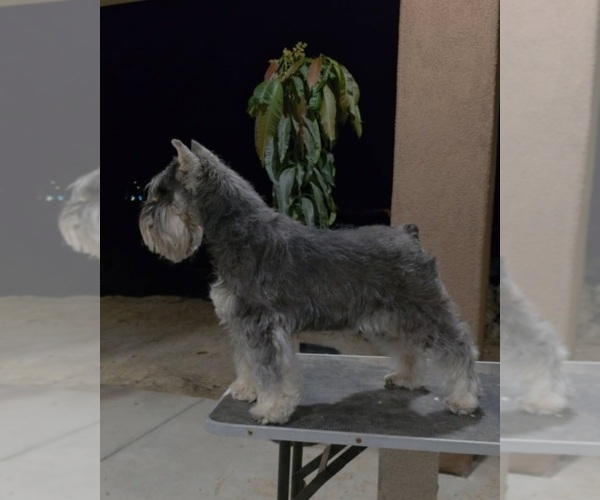 Medium Photo #6 King Schnauzer Puppy For Sale in MORENO VALLEY, CA, USA