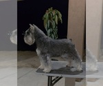 Small #5 King Schnauzer
