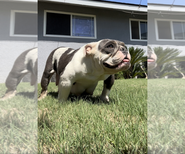 Medium Photo #1 English Bulldog Puppy For Sale in FRESNO, CA, USA