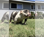 Small Photo #1 English Bulldog Puppy For Sale in FRESNO, CA, USA