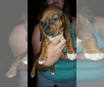 Small Photo #3 Basschshund Puppy For Sale in JAY, OK, USA