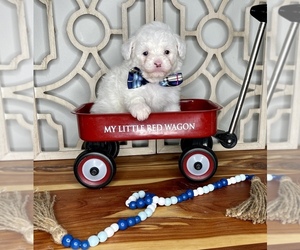 YorkiePoo Puppy for sale in MORRIS CHAPEL, TN, USA