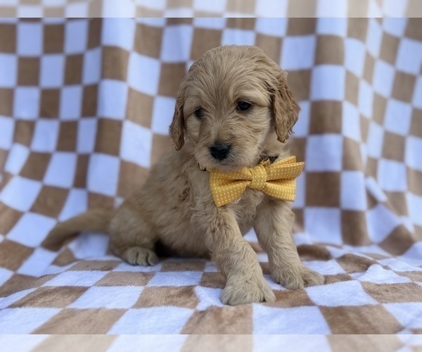 Medium Photo #6 Goldendoodle Puppy For Sale in LAKELAND, FL, USA