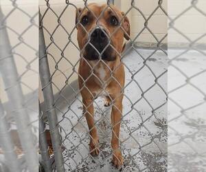 Mutt Dogs for adoption in Anchorage, AK, USA