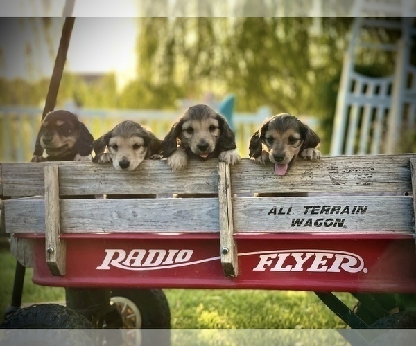 Medium Photo #5 Dachshund Puppy For Sale in SAVANNAH, TX, USA