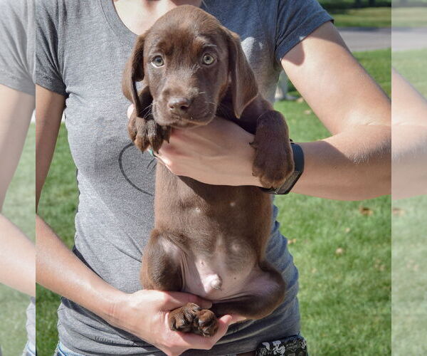 Medium Photo #3 Sheprador Puppy For Sale in Huntley, IL, USA