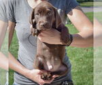Small #2 Sheprador