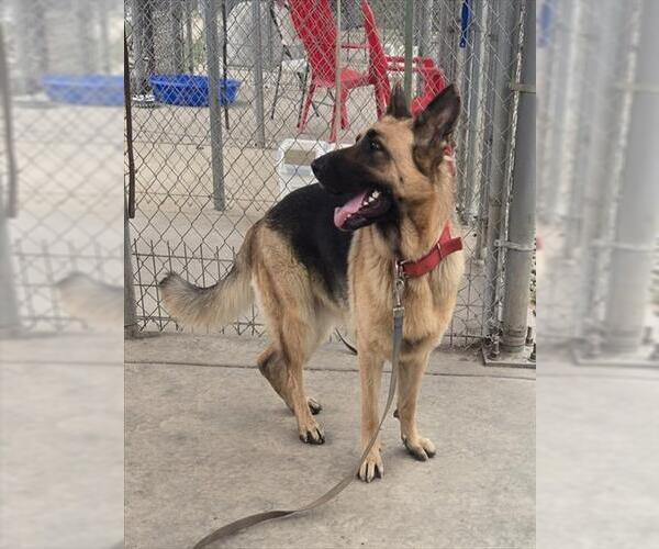 Medium Photo #1 German Shepherd Dog Puppy For Sale in Sacramento, CA, USA