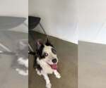Small #1 Mutt