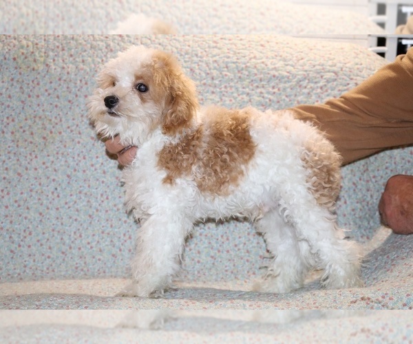 Medium Photo #19 Goldendoodle (Miniature) Puppy For Sale in DYERSBURG, TN, USA