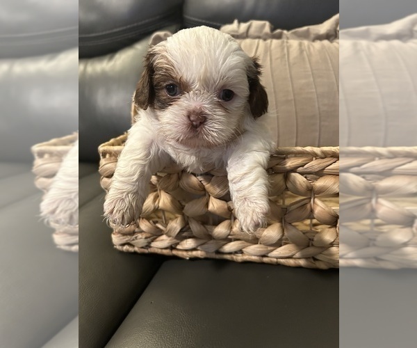 Medium Photo #4 Shih Tzu Puppy For Sale in CHICAGO, IL, USA