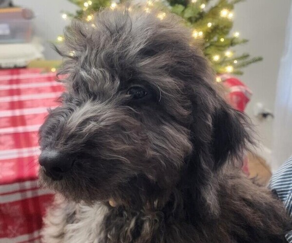 Medium Photo #3 Goldendoodle Puppy For Sale in WACO, TX, USA