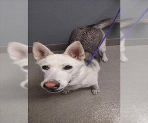 Siberian Husky-Unknown Mix Dogs for adoption in Las Vegas, NV, USA