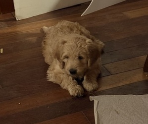 Medium Goldendoodle