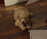 Puppy Kiwi Goldendoodle