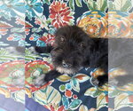 Small #1 Airedale Terrier Mix