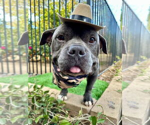 American Bulldog-American Staffordshire Terrier Mix Dogs for adoption in Redlands, CA, USA