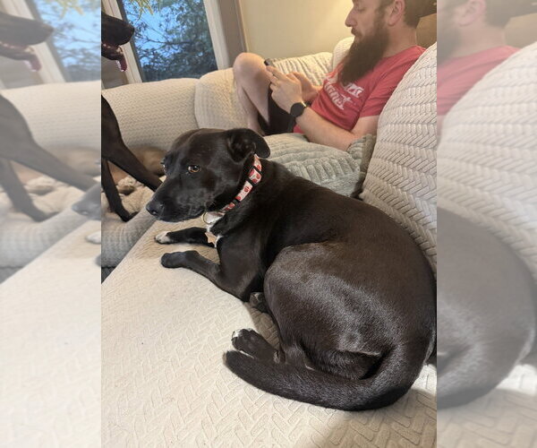 Medium Photo #16 Labrador Retriever-Unknown Mix Puppy For Sale in Brewster, NY, USA