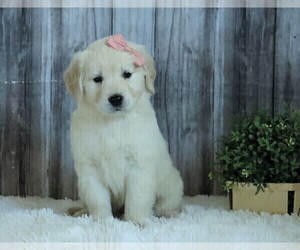 English Cream Golden Retriever Puppy for sale in FREDERICKSBG, OH, USA