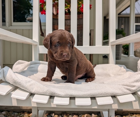 Medium Photo #53 Labrador Retriever Puppy For Sale in GOSHEN, IN, USA