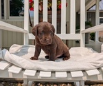 Small #3 Labrador Retriever