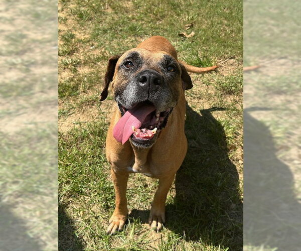 Medium Photo #2 Boxador Puppy For Sale in Wetumpka, AL, USA