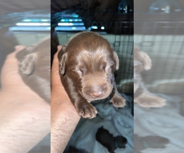 Medium Photo #12 Labrador Retriever Puppy For Sale in CORAL SPRINGS, FL, USA