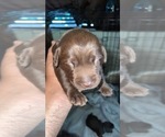 Small Photo #12 Labrador Retriever Puppy For Sale in CORAL SPRINGS, FL, USA