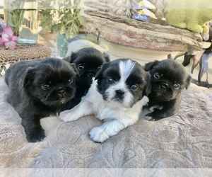 Pekingese Puppy for sale in PEARBLOSSOM, CA, USA