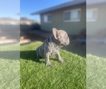 Small #11 French Bulldog
