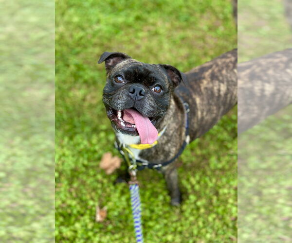 Medium Photo #5 French Bulldog-Unknown Mix Puppy For Sale in West Cornwall, CT, USA