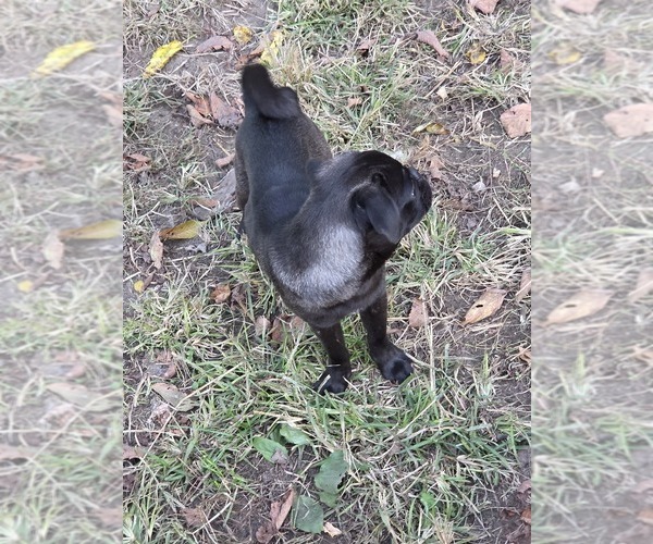 Medium Photo #4 Pug Puppy For Sale in HILLSDALE, MI, USA
