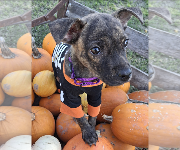 Medium Photo #2 Mountain Cur-Unknown Mix Puppy For Sale in Brooklyn Center, MN, USA