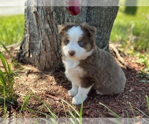 Miniature American Shepherd Puppy for sale in ROCKY MOUNT, VA, USA
