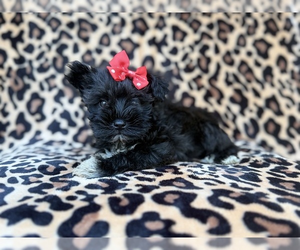 Medium Photo #4 Schnauzer (Miniature) Puppy For Sale in LAKELAND, FL, USA