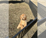 Small #8 Poodle (Toy)