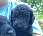 Small Photo #3 Labradoodle-Poodle (Standard) Mix Puppy For Sale in VIENNA, IL, USA