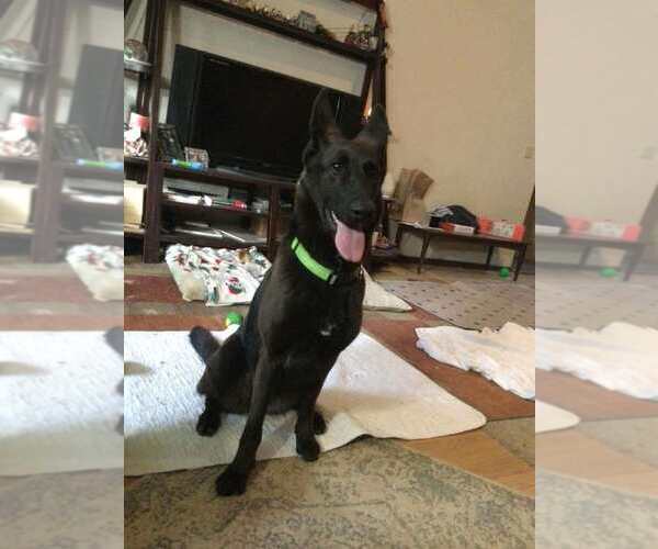 Medium Photo #2 German Shepherd Dog-Unknown Mix Puppy For Sale in Imlay City, MI, USA