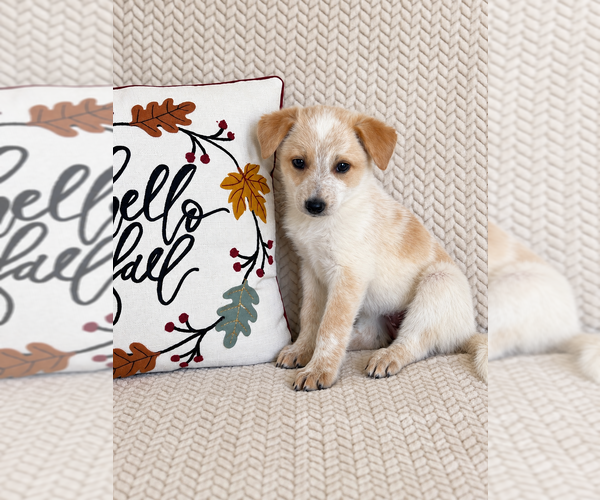 Medium Photo #2 Australian Cattle Dog Puppy For Sale in INDIANAPOLIS, IN, USA