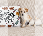 Hattie - Female Australian Cattle Dog Puppy for Sale - Photo #2
