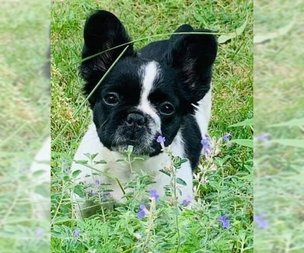 Medium Photo #2 French Bulldog Puppy For Sale in Brights Grove, Ontario, Canada
