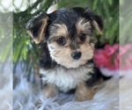 Small #10 Morkie