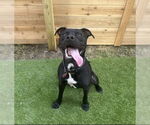 Small #1 American Pit Bull Terrier Mix