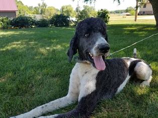 Father of the Irish Doodle puppies born on 09/21/2018