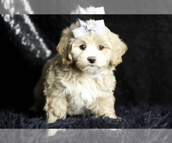 Medium Photo #4 Maltipoo Puppy For Sale in WARSAW, IN, USA