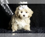 Small #3 Maltipoo