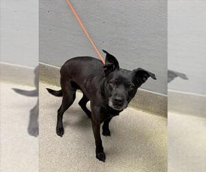 Staffordshire Bull Terrier-Unknown Mix Dogs for adoption in Las Vegas, NV, USA