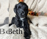 Small Photo #6 Goldendoodle Puppy For Sale in PIEDMONT, SC, USA