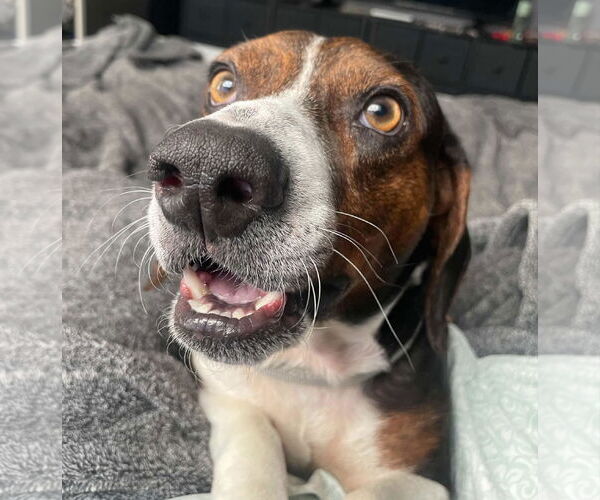 Medium Photo #3 Beagle-Unknown Mix Puppy For Sale in Woodbury, NY, USA