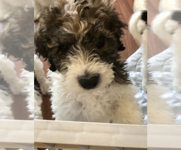 Medium Photo #2 Pyredoodle Puppy For Sale in DACULA, GA, USA